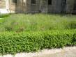  plantations aux abords de la basilique Sint-Remi
